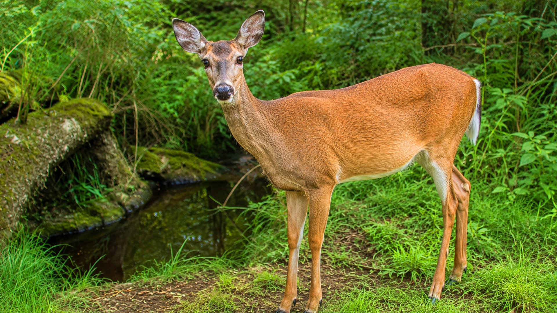 Wildlife camera reveals a doe visiting a shaded waterway