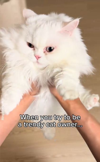 No cats were harmed, just one dizzy human moment