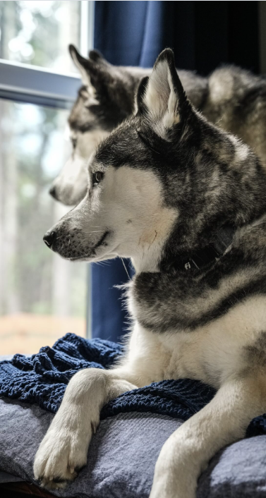 This husky has main character energy
