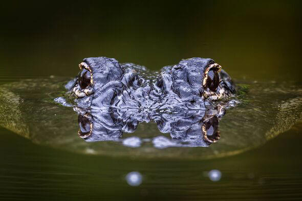 alligator's eyes above water