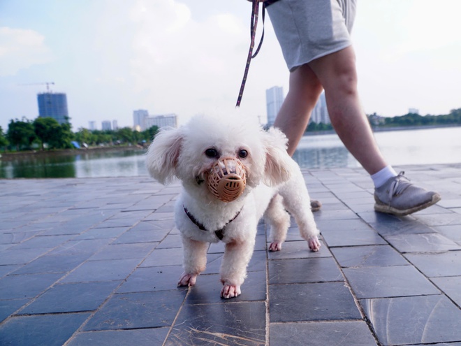 Chó thả rông, không rọ mõm: Phạt đến 2 triệu đồng, ai có quyền xử lý?