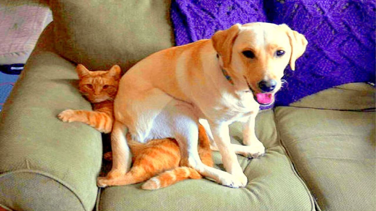 14 dogs who shamelessly delight in being jerks