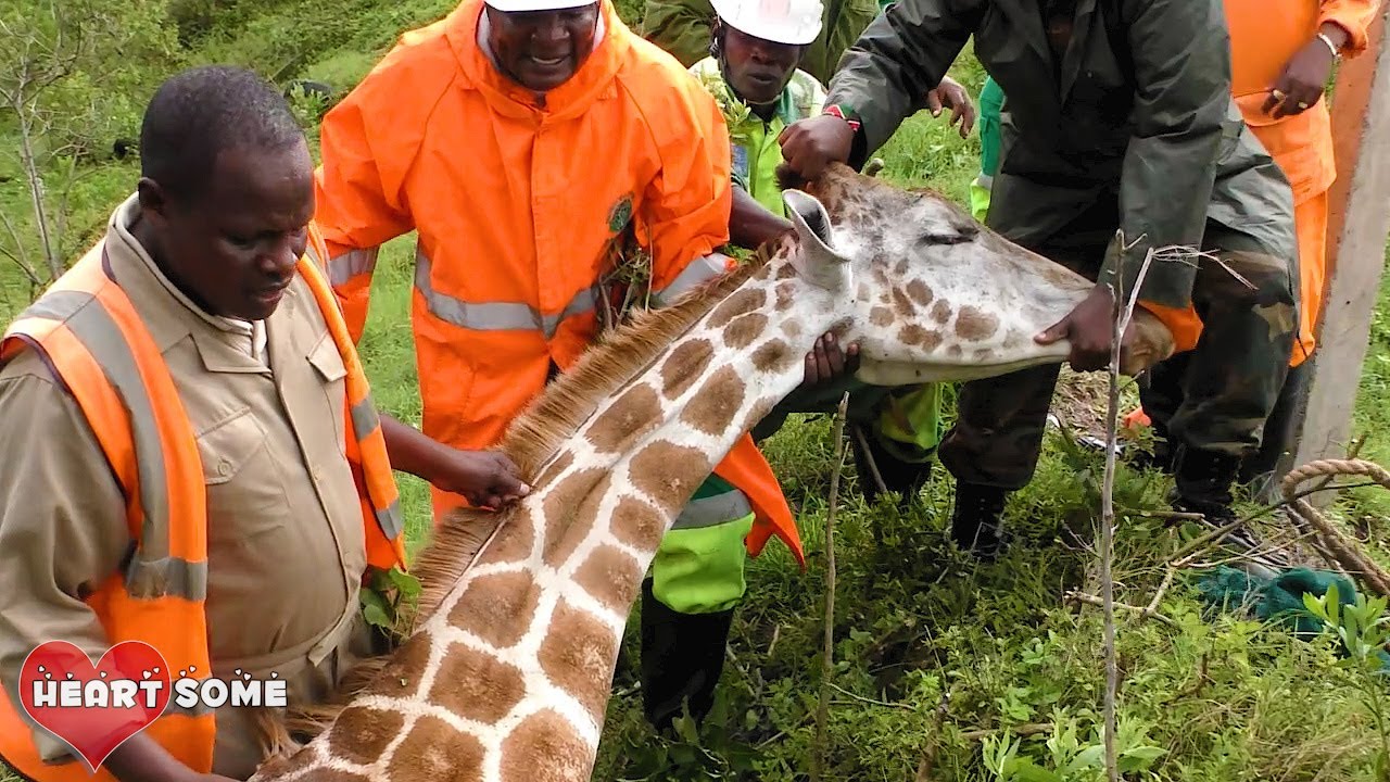 Human Helped Wildlife Animals || Heartsome