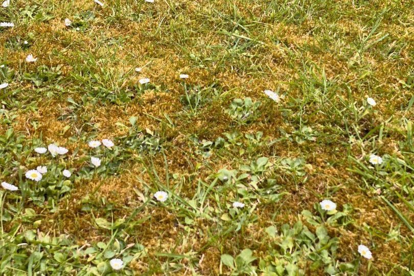 Monty Don's lawn advice helped me remove moss and weeds in 3 hours