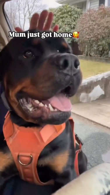 Priorities: Funny Rottweiler moment that will make you smile