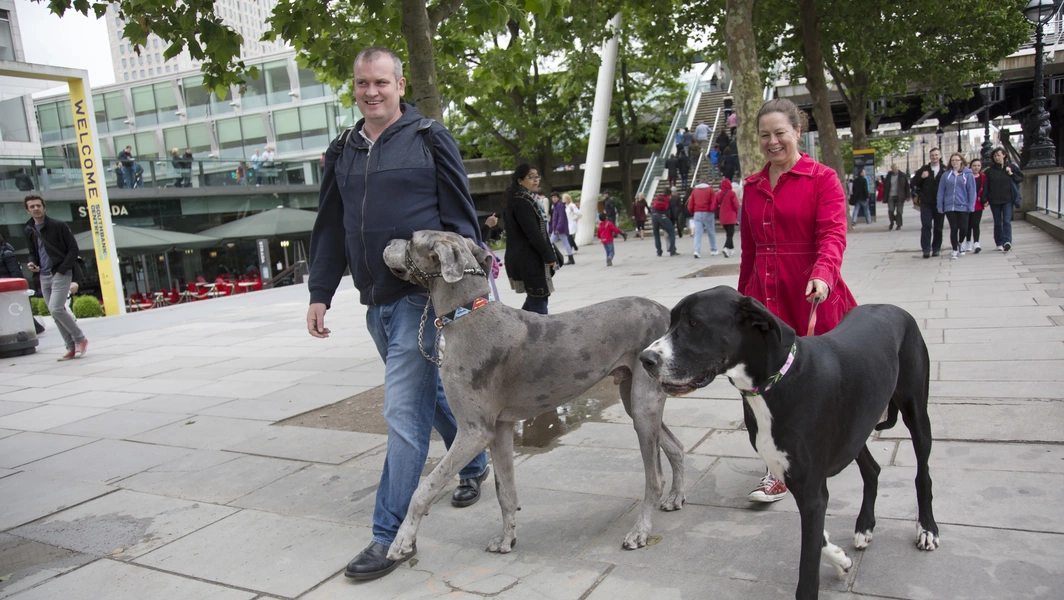 7-calm-and-adaptable-dog-breeds