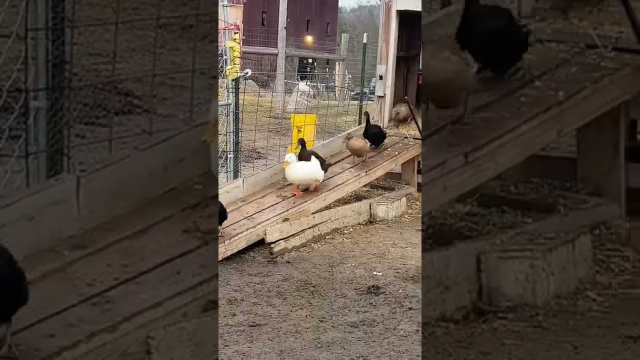 Watch farm animals enjoy a refreshing morning pool swim on a Vermont farm