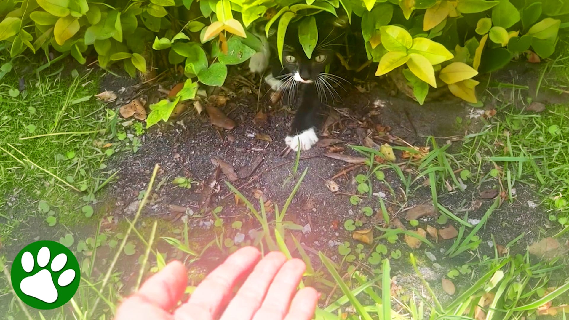 Tiny cries for help caught the right person’s attention 🥺