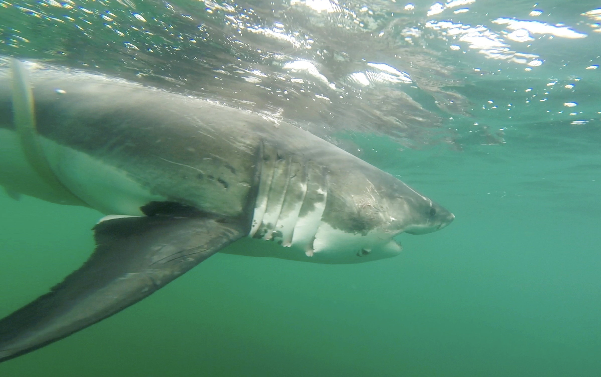 Great white sharks spotted further north than ever before, scientists say