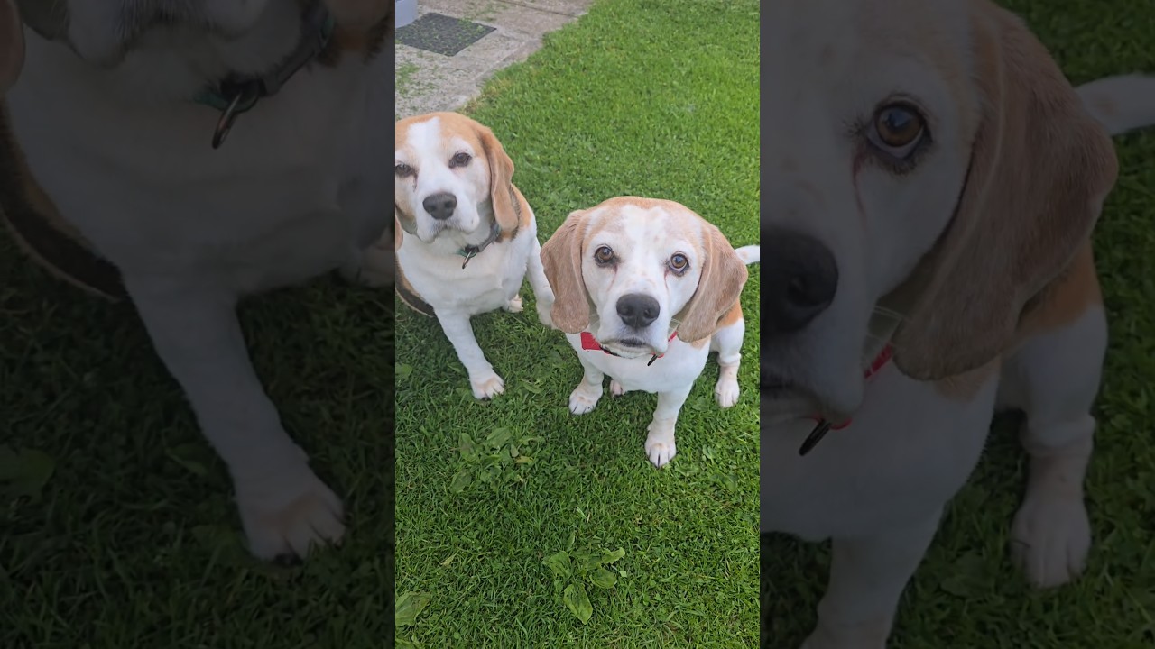 The hilarious interrogation of a very guilty beagle