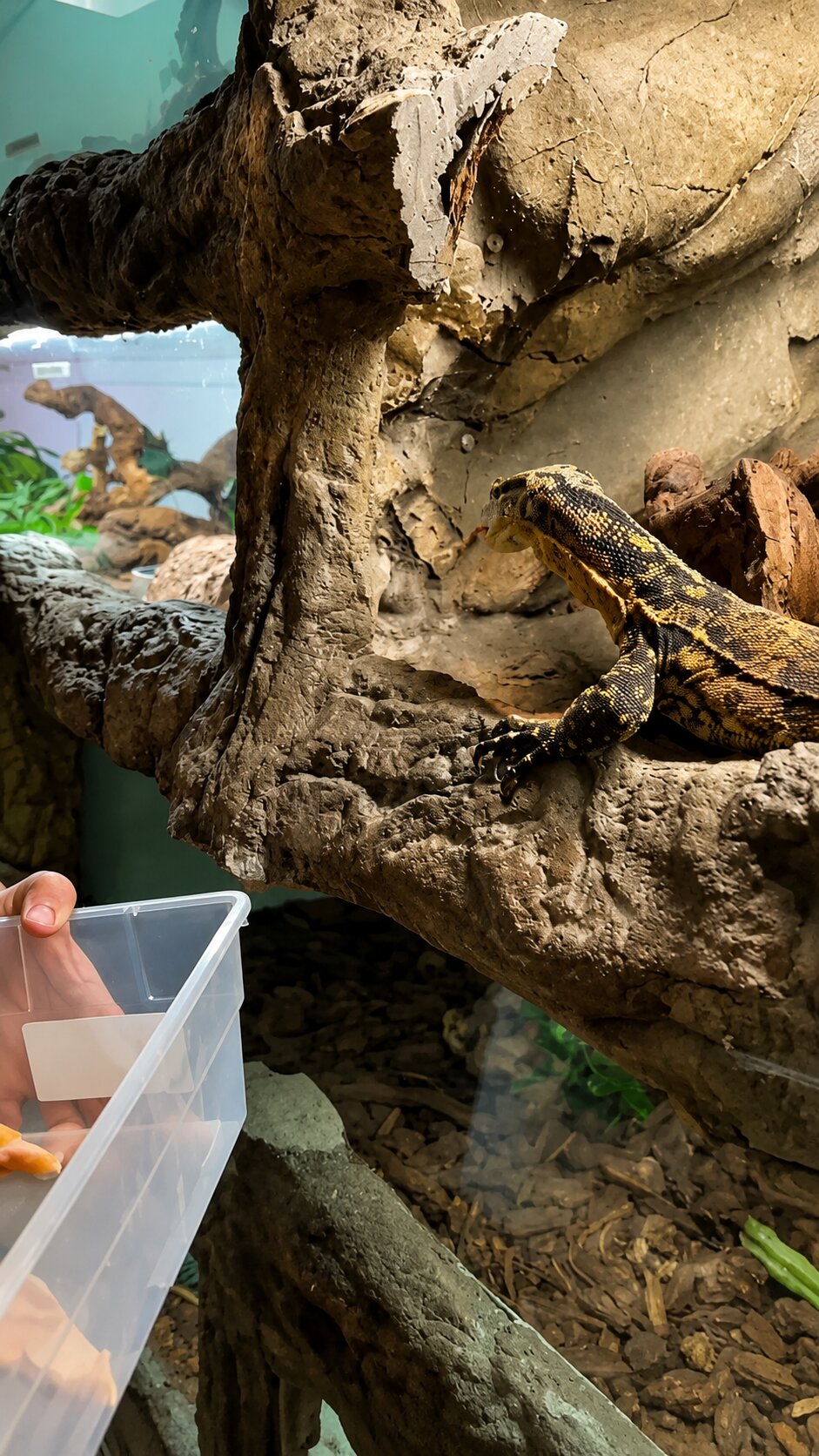 Monitor lizard feeding time reveals unique reptile behavior and zoo care
