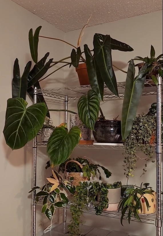 philodendron-gloriosum-plant-care-and-collection