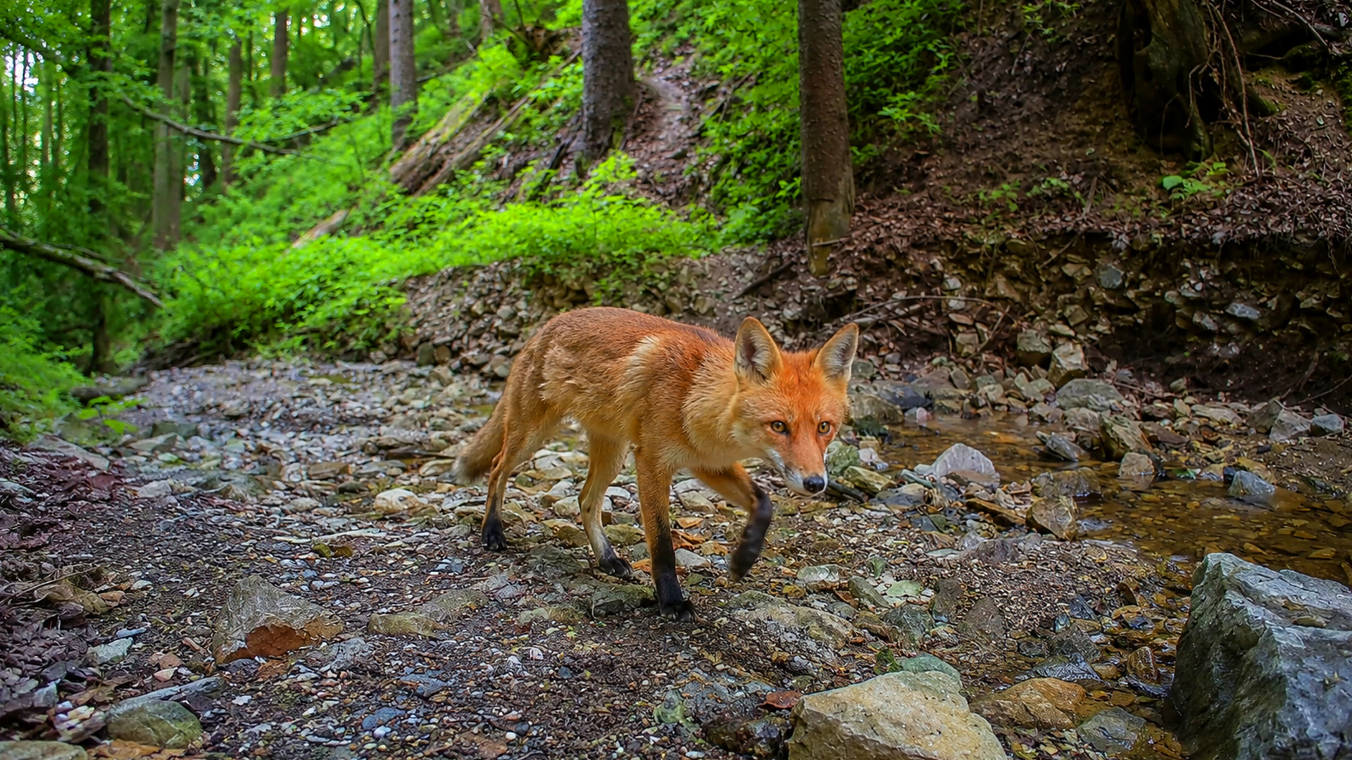 Camera trap captures a quiet fox encounter in daylight