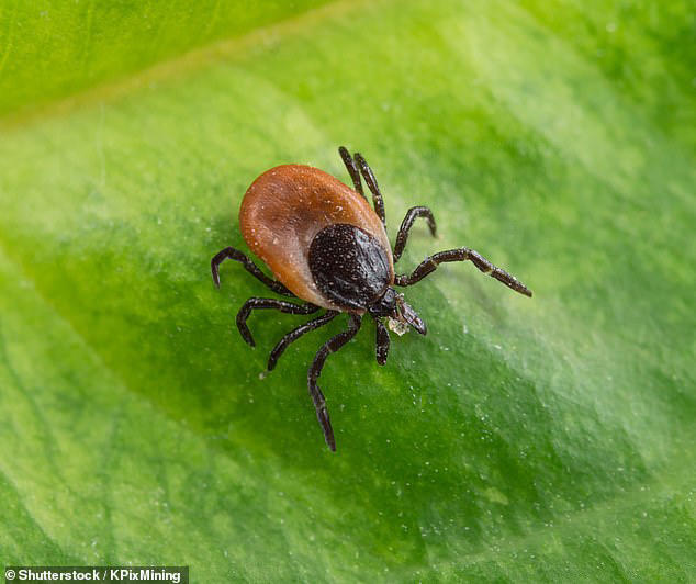 Tick bites are the most common way tularemia spreads. With cases on the rise, experts urge extra caution during peak season 
