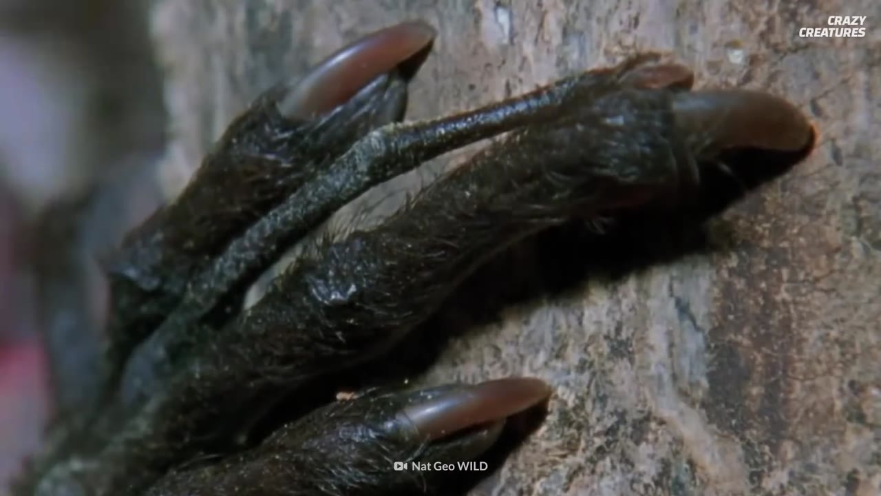 These alien creatures live among us