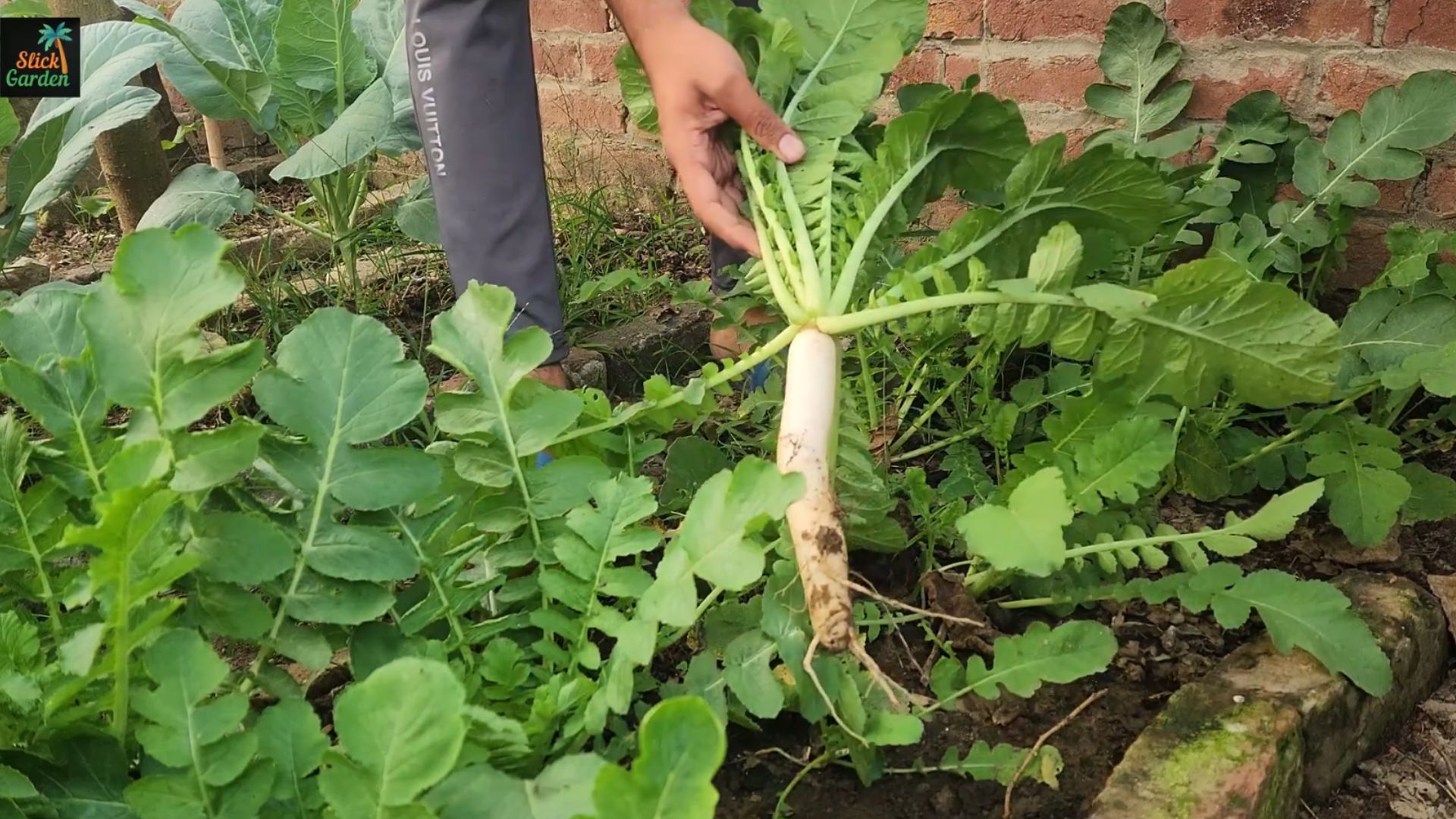 Turn vegetable peels into liquid fertilizer: A step-by-step guide