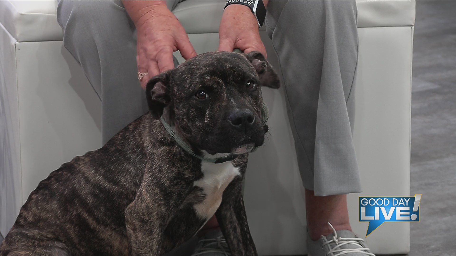 Pet of the week: Nemo