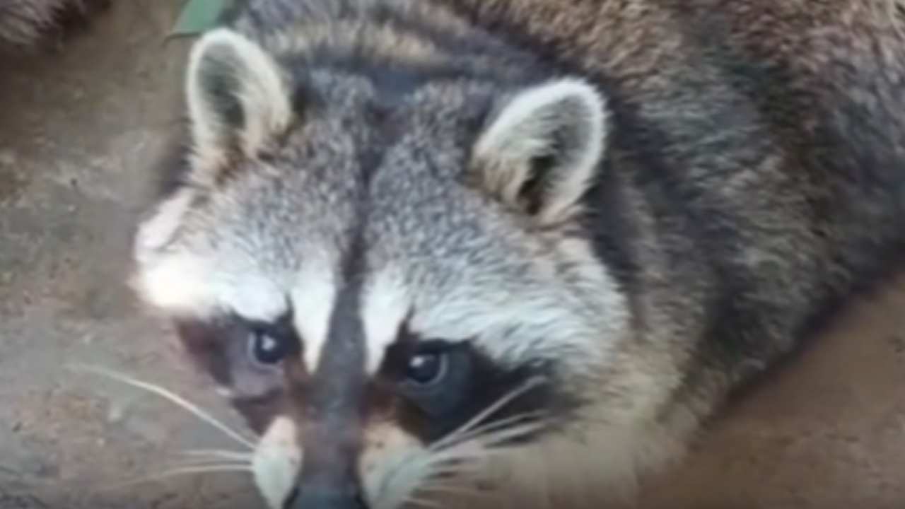 Raccoon's hilarious reaction to unexpected food