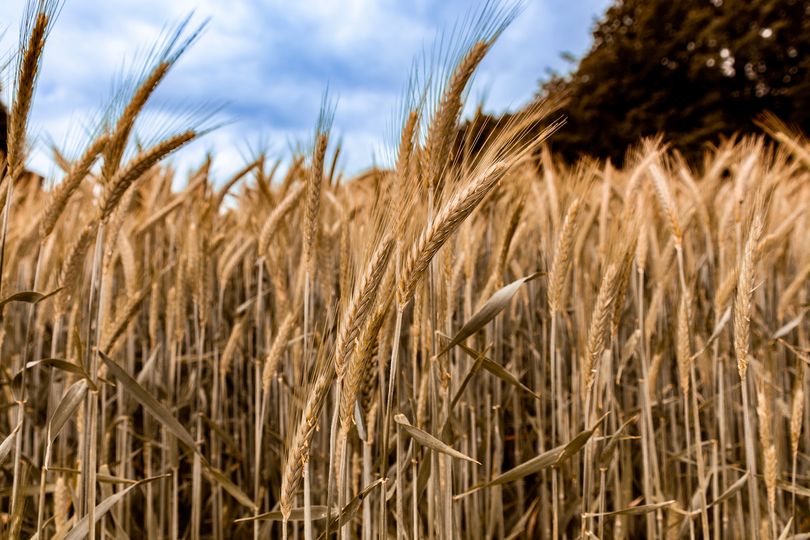 East Surrey farm seeks permission to build irrigation pond amid climate change threat