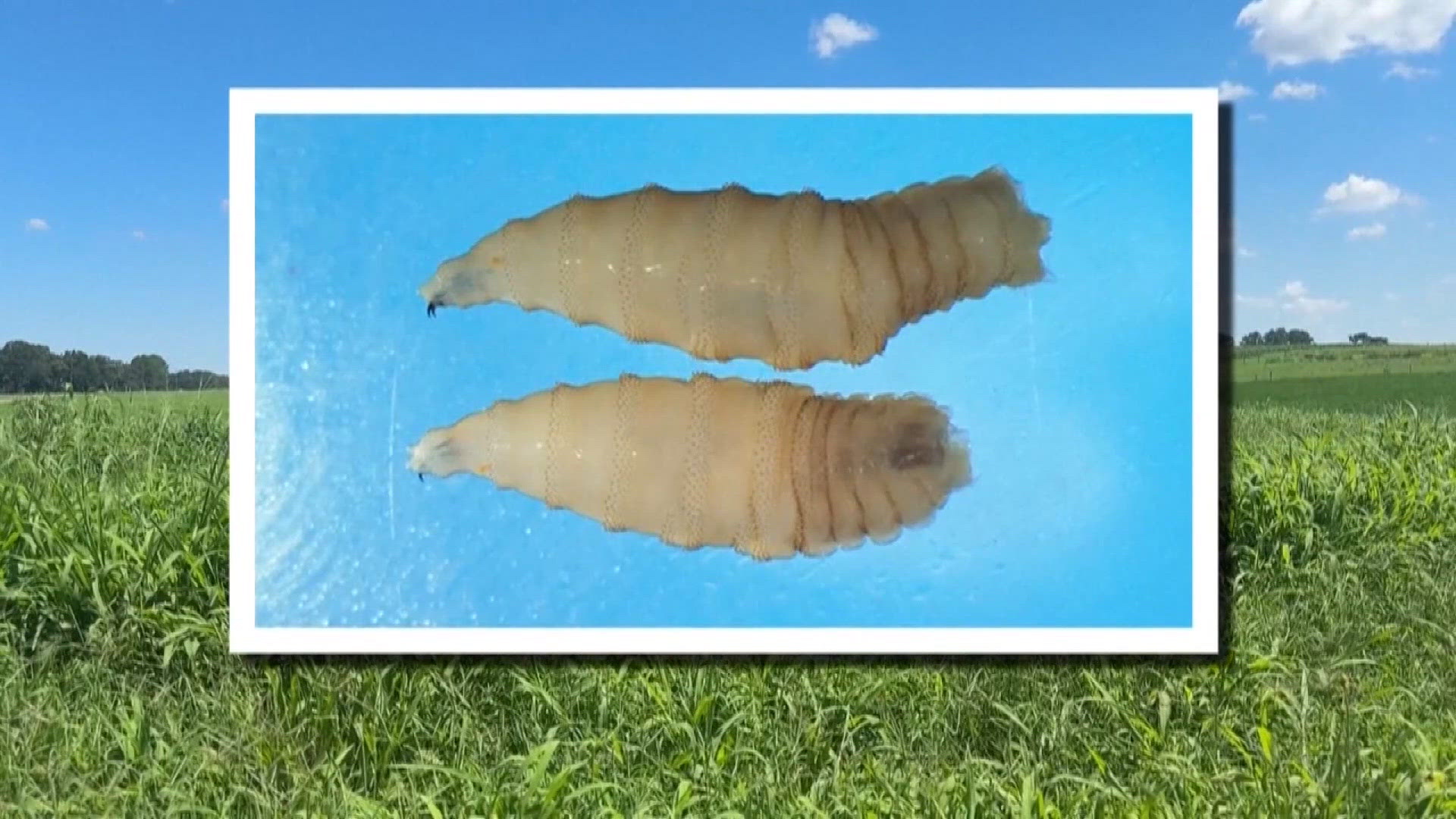 Screwworm parasite threatens cattle in Texas