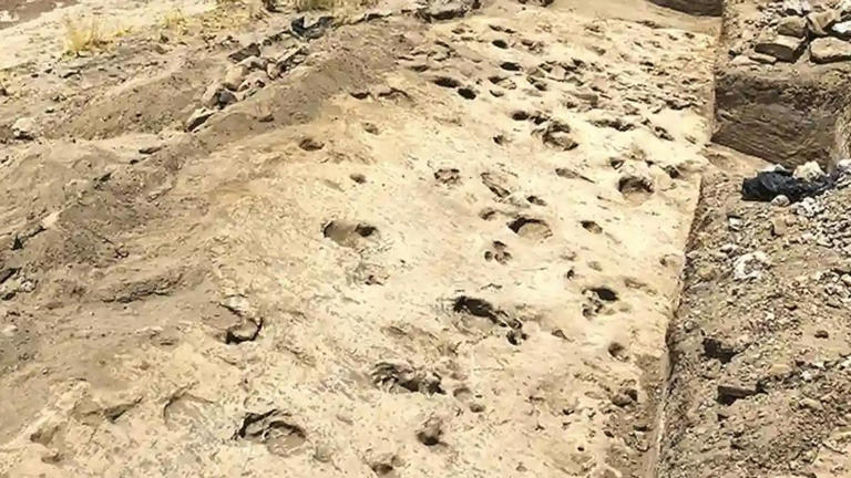 El rastro hallado en Kenia cambia la historia: un antiguo pariente ...