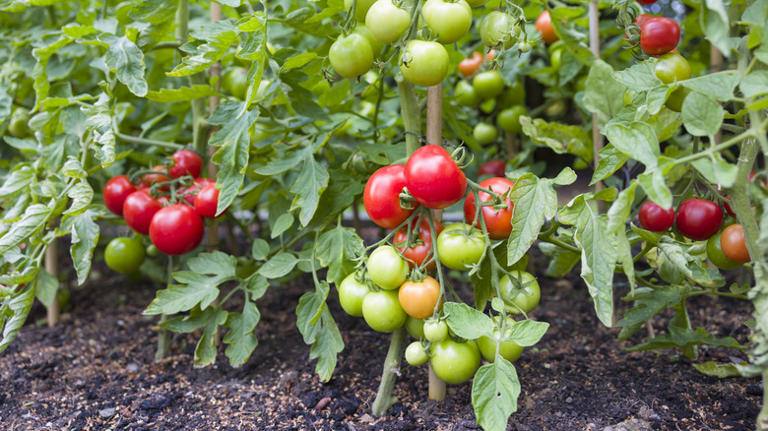 Use this zesty kitchen scrap to keep insects away from your tomato plants