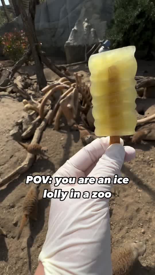 Zoo animals go crazy for frozen treats... the reactions are adorable