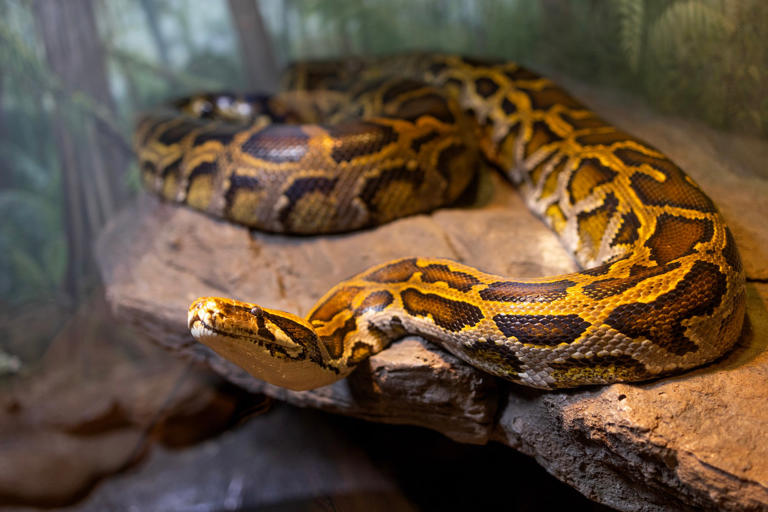 Burmese pythons have distinctive geometric patterns on their scales. Photo: Corbis via Getty Images