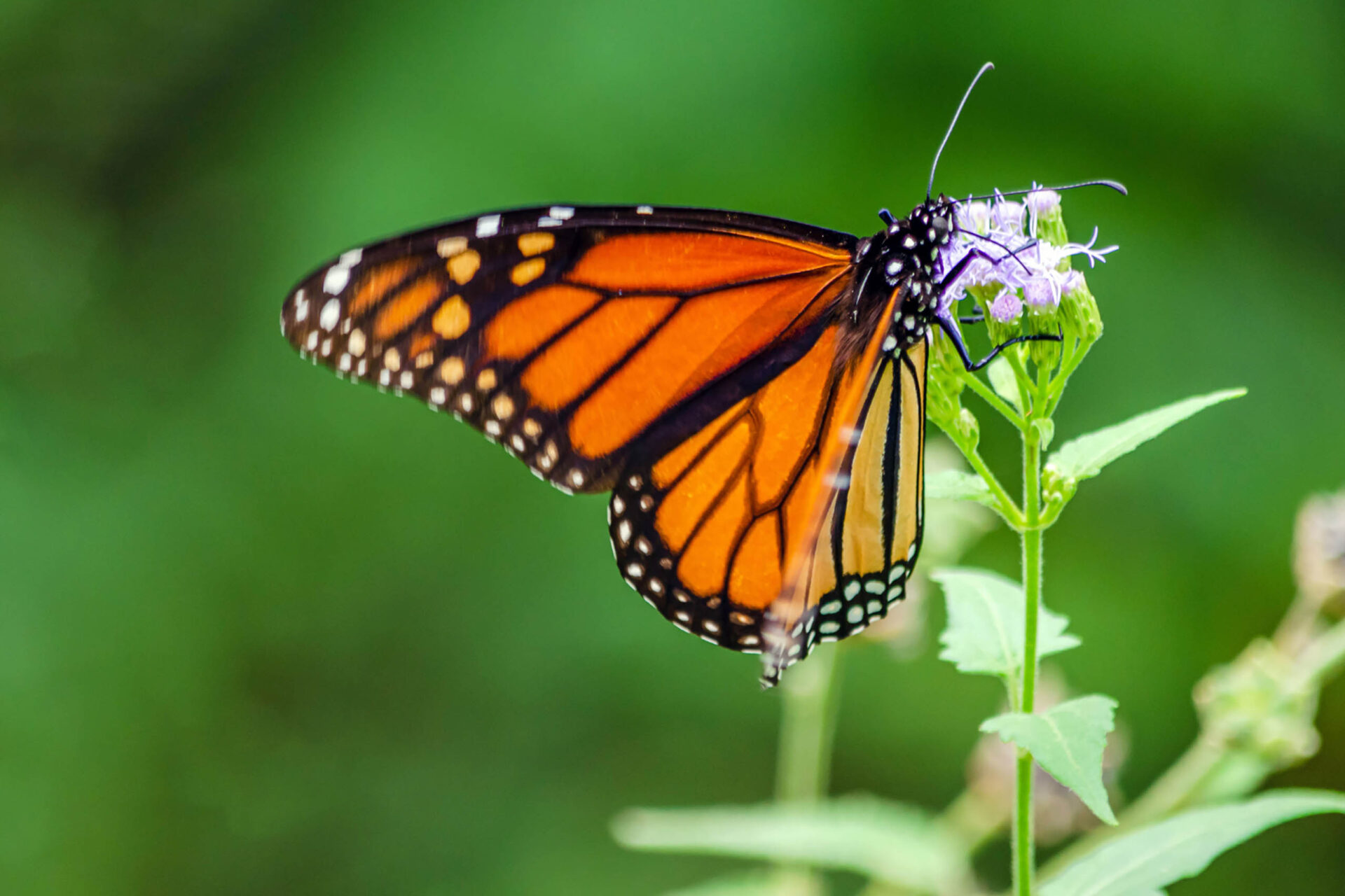 Unique animals: When biological gender change is something natural