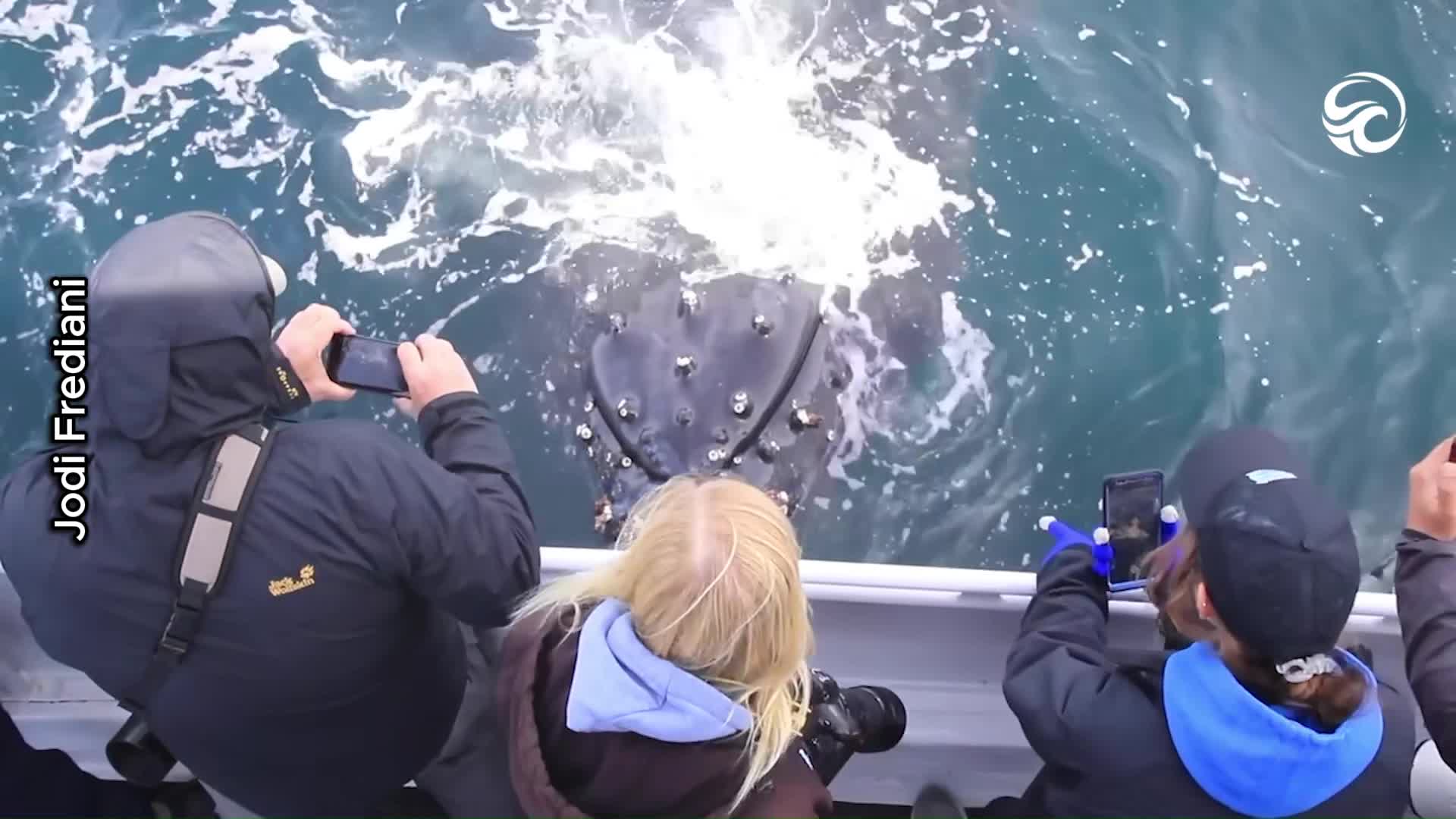Humpback whales stun boaters with breathtaking ocean display