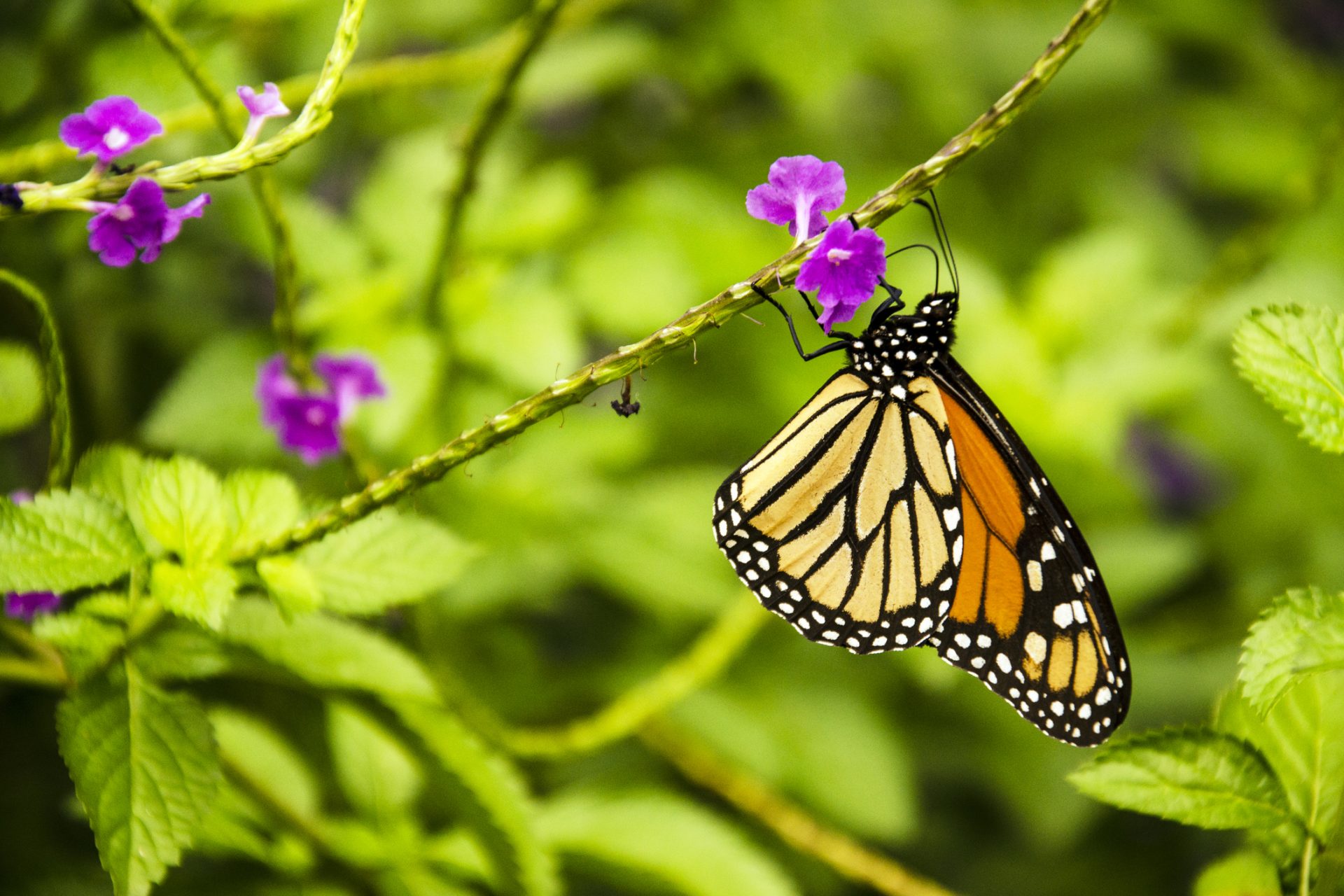 Animals that have the amazing ability to change their biological gender