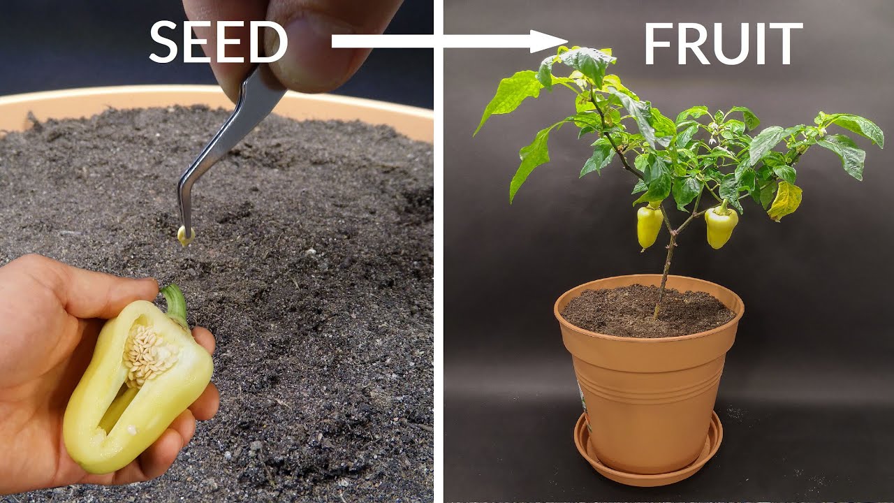 Growing white bell pepper time lapse