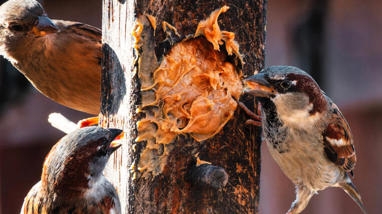 10 kitchen scraps you can use to attract birds to your garden