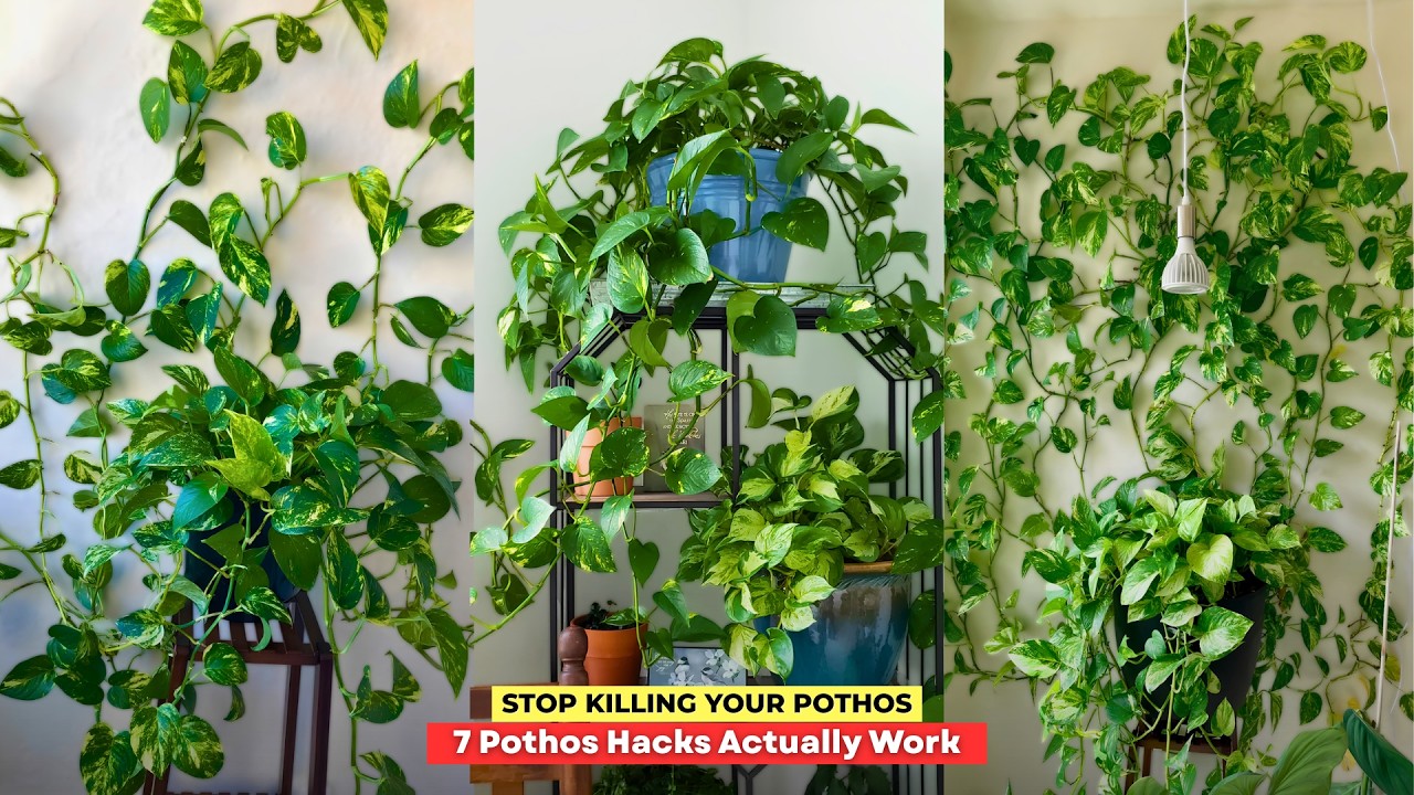 Grow fuller pothos foliage with simple gardening tricks
