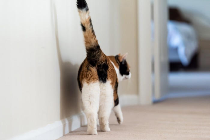猫があなたに『しっぽで触れてくる』ときの心理5選 伝えたいことがあるの？気持ちを読み取るためのポイントまで
