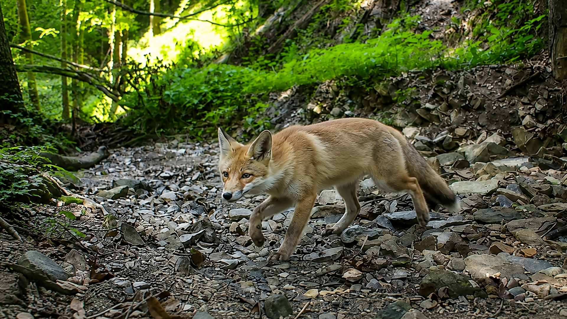 Red fox crosses a rocky forest trail before a wildlife camera
