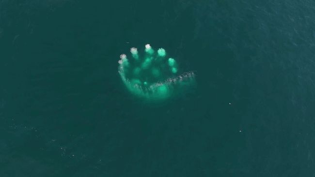 Stunning drone footage captures 3 humpback whales bubble-net feeding