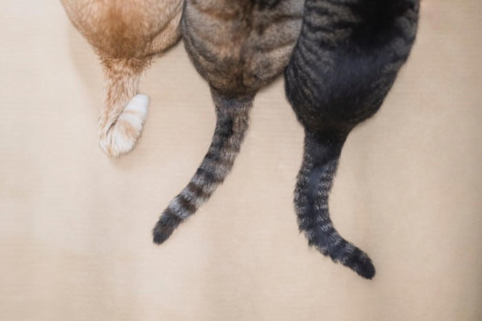 猫があなたに『しっぽで触れてくる』ときの心理5選 伝えたいことがあるの？気持ちを読み取るためのポイントまで
