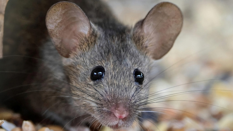 Mouse droppings: What to do if you find them in your home