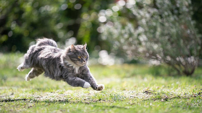 Why do cats suddenly dash off? Understanding cat “zoomies”