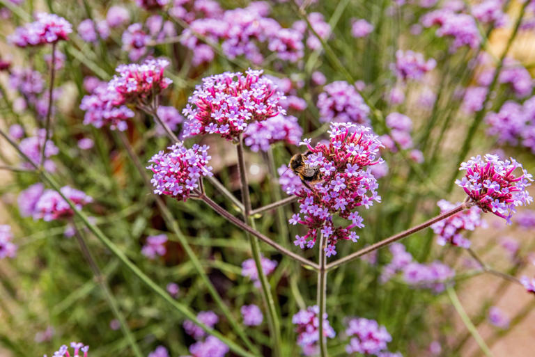 Guide to attracting wildlife into small gardens