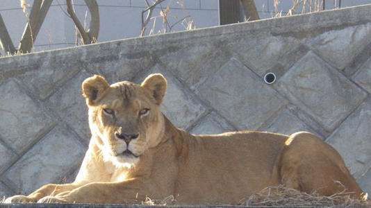 The lion Luena, pictured at Tama Zoological Park on January 14, 2026. - Tama Zoological Park