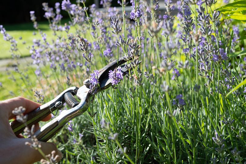 Monty Don shares 'best' time to prune lavender to avoid 'woody, leggy' plant