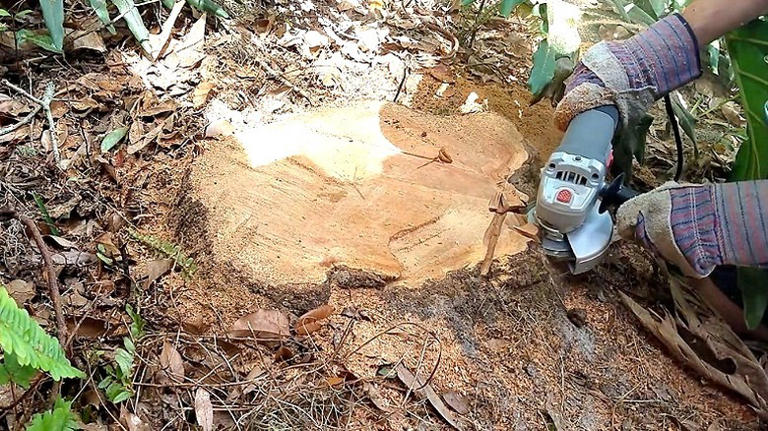 He uses an angle grinder to remove a stump: 'Thank you for saving me time'