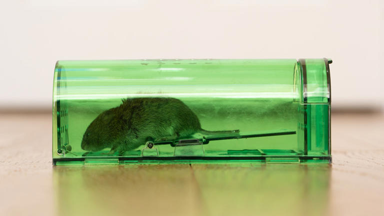 Mouse droppings: What to do if you find them in your home