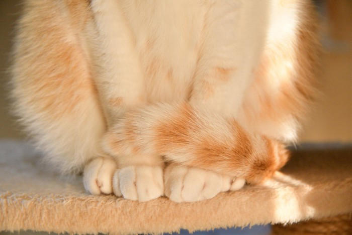 猫があなたに『しっぽで触れてくる』ときの心理5選 伝えたいことがあるの？気持ちを読み取るためのポイントまで