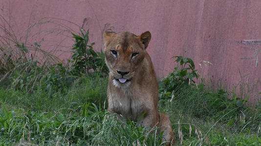 The lion Ichigo at Tama Zoological Park in Japan, pictured on June 1, 2024. - Tama Zoological Park