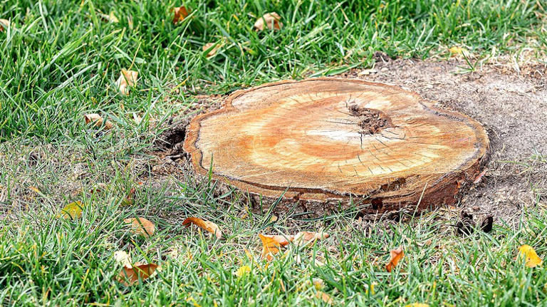 He uses an angle grinder to remove a stump: 'Thank you for saving me time'