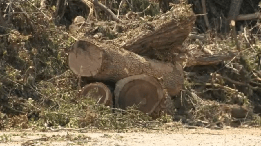 What happens to fallen trees after severe Wisconsin storms?