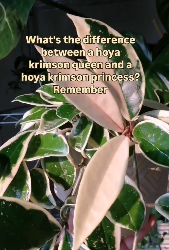 Hoya plant care trick for beginners